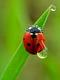 LadyBird
